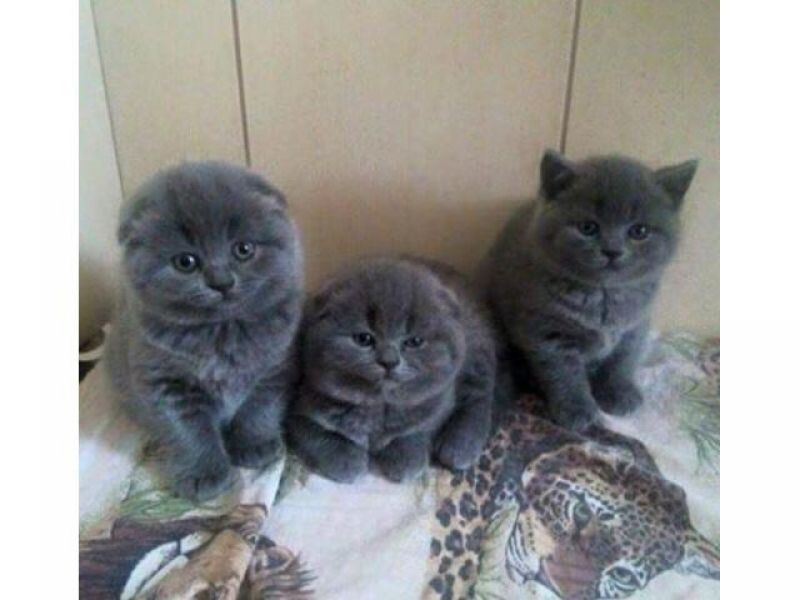 Two Solid Russian blue Disponvel