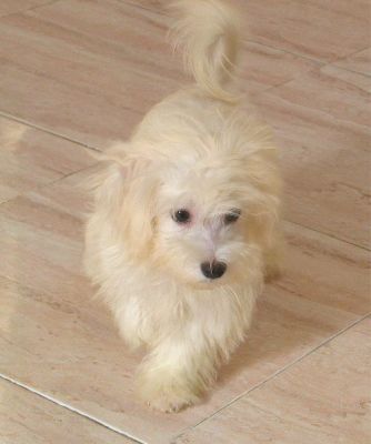 adora havanese havanese cachorrinho para adop 231 227 o adora havanese havanese cachorrinho para adop 231 227 o
