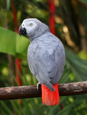 Papagaio cinza africano super fala criado  mo