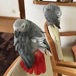 Lindos papagaios cinzentos africanos
