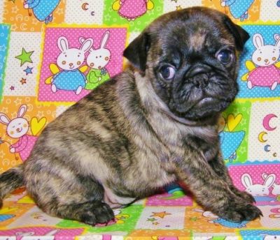 akc brindle pug akc brindle pug filhote de cachorro para venda akc brindle pug akc brindle pug filhote de cachorro para venda