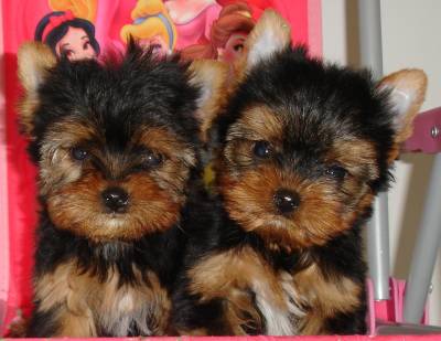 teacup yorkie ta destacando se masculino e feminino teacup yorkie puppies dispon 237 vel teacup yorkie ta destacando se masculino e feminino teacup yorkie puppies dispon 237 vel