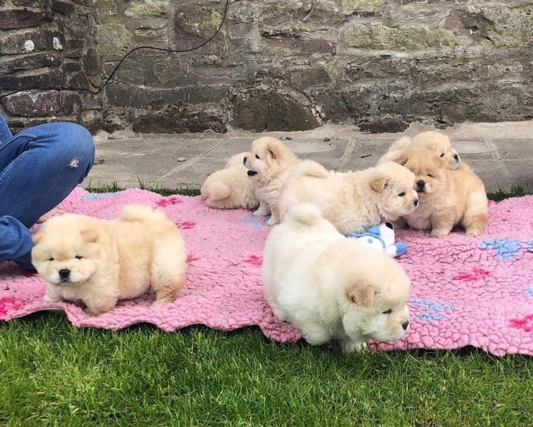 Lindos filhotes de chow chow,