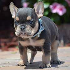 Gratis  os filhotes de Bulldog Francs mais inteligentes para adoo