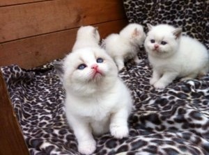 Venda gatinhos brancos de cabelo curto britânico