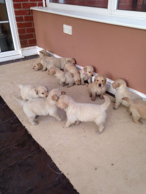 Venda de cachorros Golden Retriever