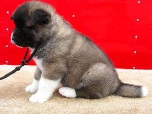 Filhotes de Akita de 12 semanas para venda em casa.