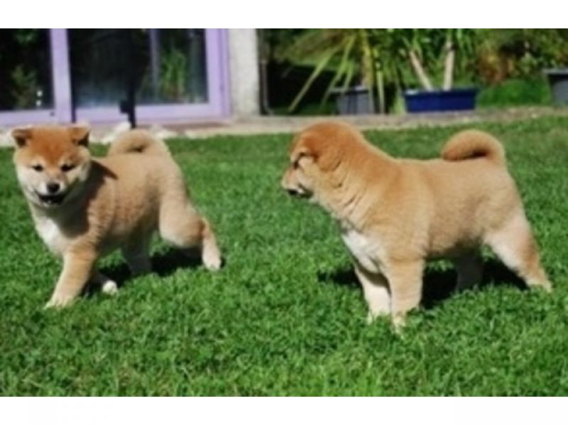 Adorveis Filhotes Shiba Inu