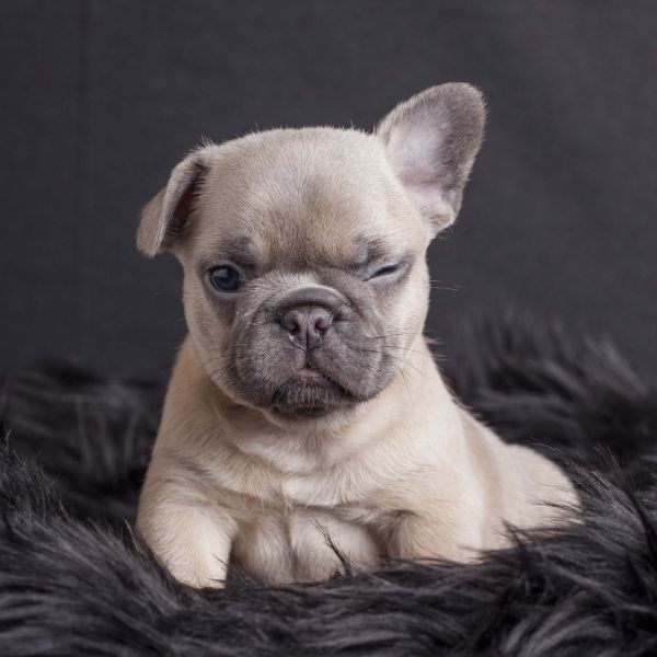 Gratis  os filhotes de Bulldog Francs mais inteligentes para adoo