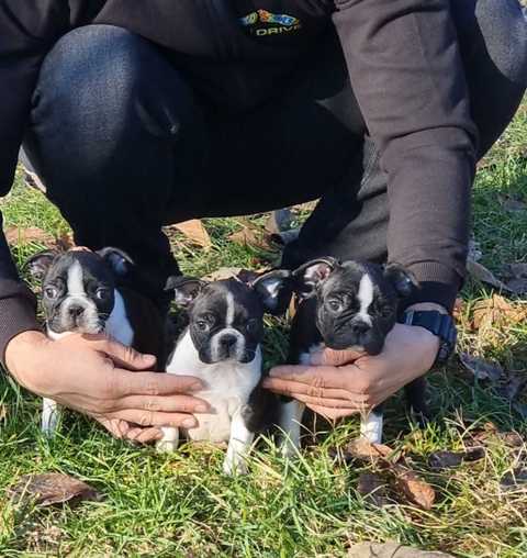 Filhotes de Boston Terrier.