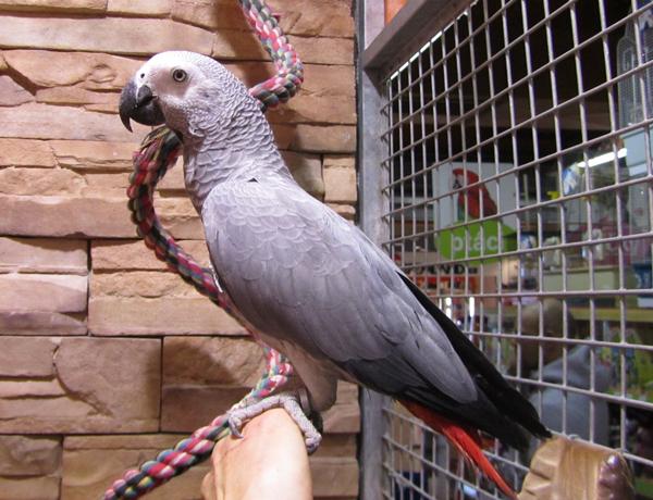 Papagaios cinzentos africanos 