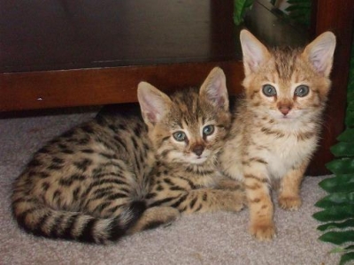 ////////////////Dois belos gatinhos savana disponveis