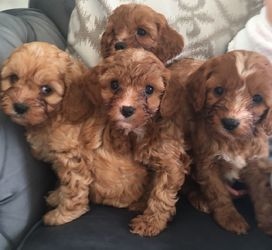 Excelentes filhotes de Cavapoo