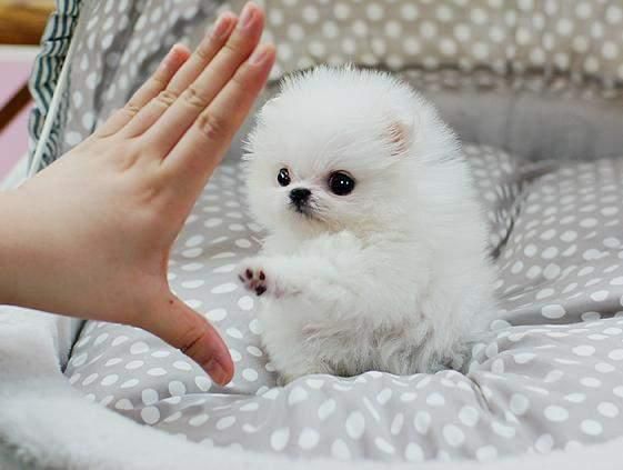 Filhotes de cachorro da Pomernia