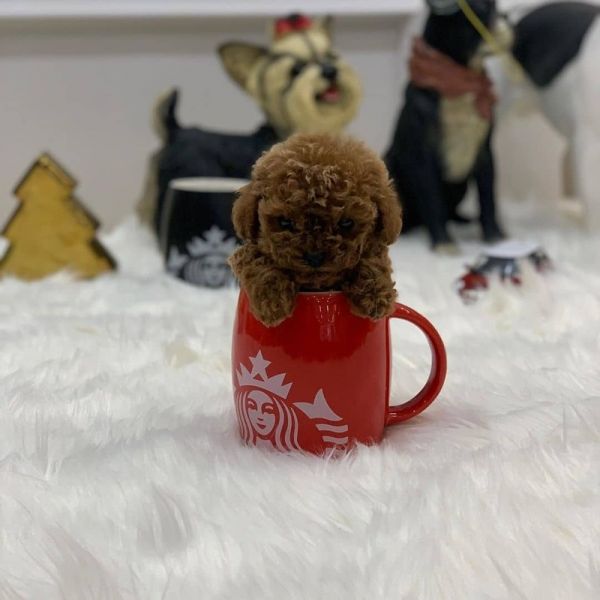 Toy Poodle minúsculo e xícara de chá para adoção