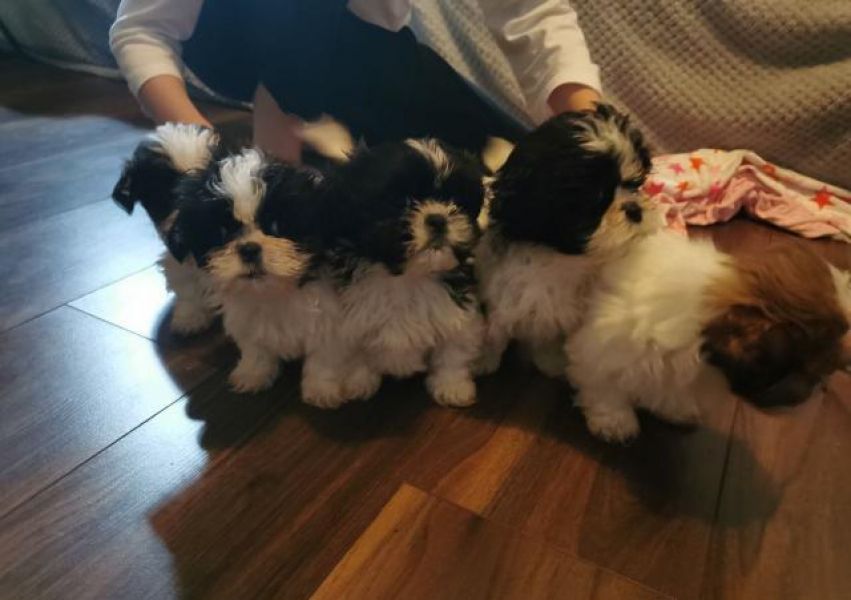 Shih tzu