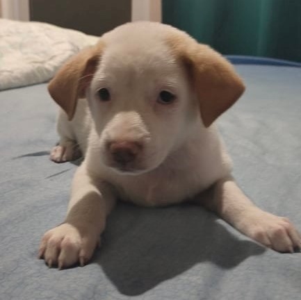 Labrador x Lab Spitz