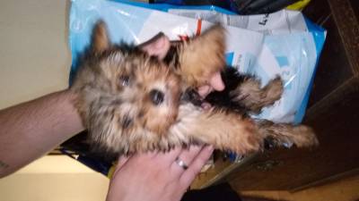 Yorkshire Terrier Fmea Gold