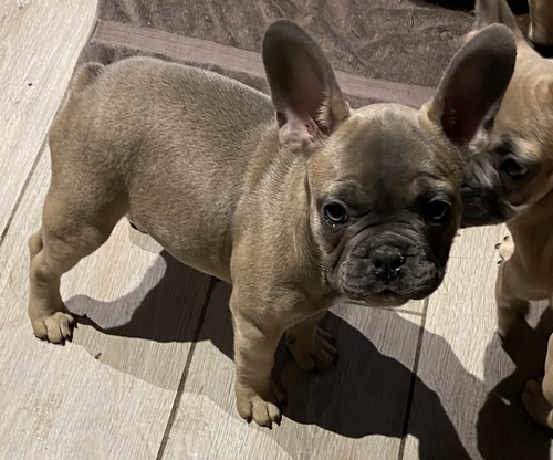 Cachorros de bulldog franceses super saudveis e muito activos