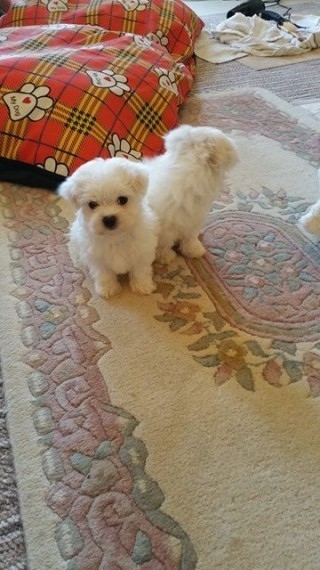 Cachorros malts fofos disponveis