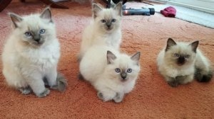 Gatinhos Ragdoll de raa pura registrados para venda