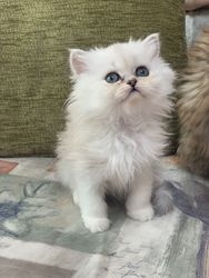 Lindos gatinhos persas treinados em casa prontos para realocação