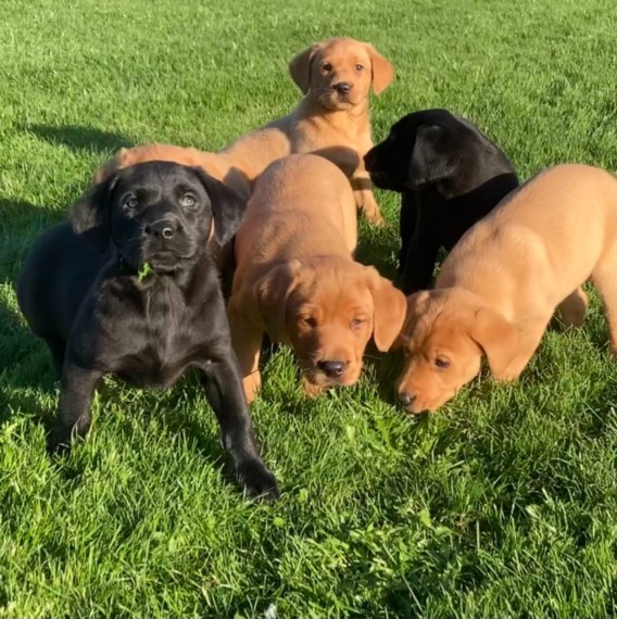 Filhotes de golden retriever