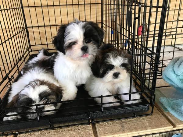 Filhotes de Shi Tzu