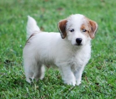 Adorveis ​​filhotes de Jack Russell para adoo