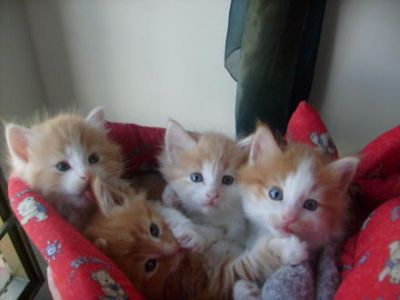 Maincoon gatinho para adoo 