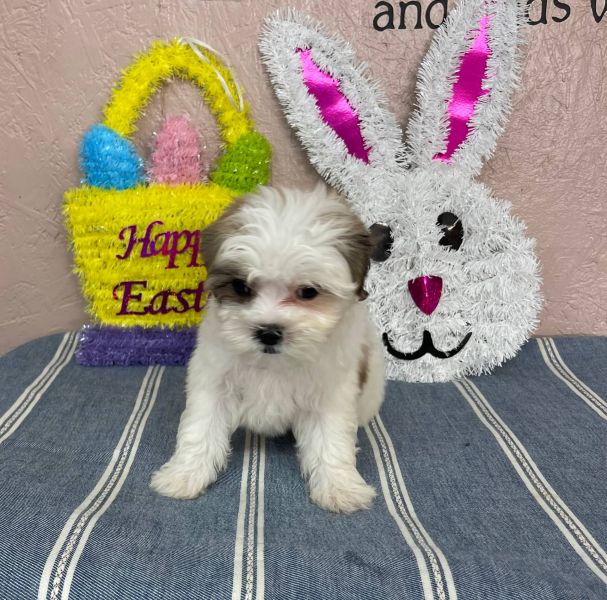 Shih-tzu