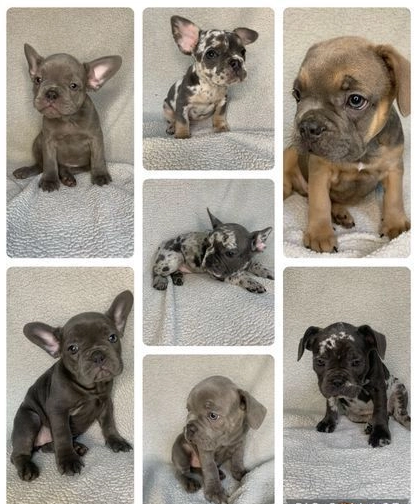 Bulldog francs extico fmea e macho