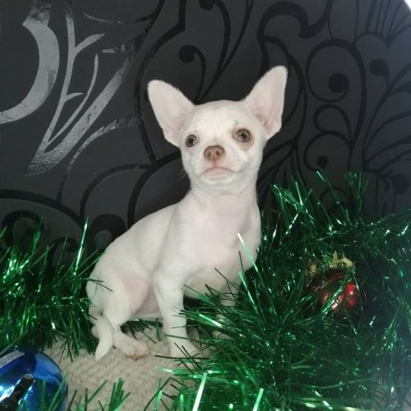 Chihuahua 