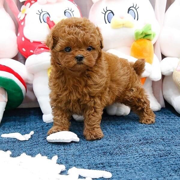 Coco  uma cachorrinha poodle fmea