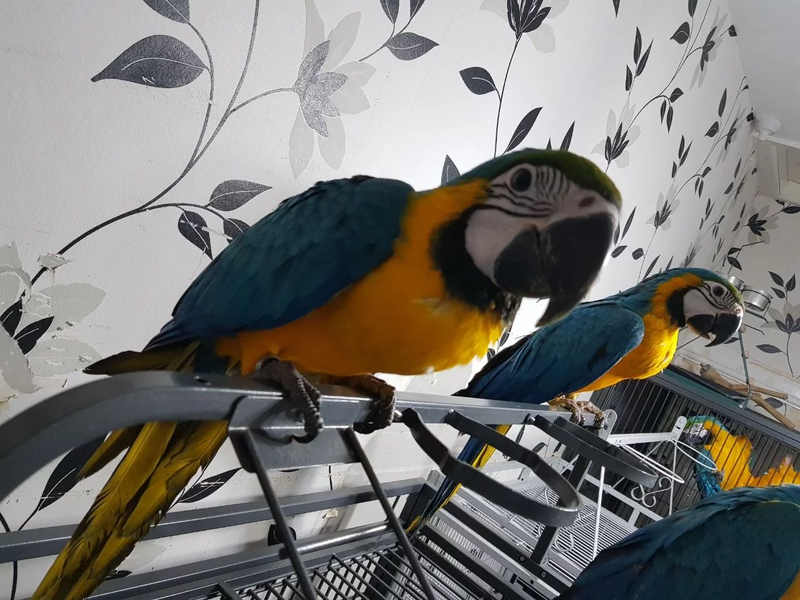 Papagaios Arara Azul e Dourado
