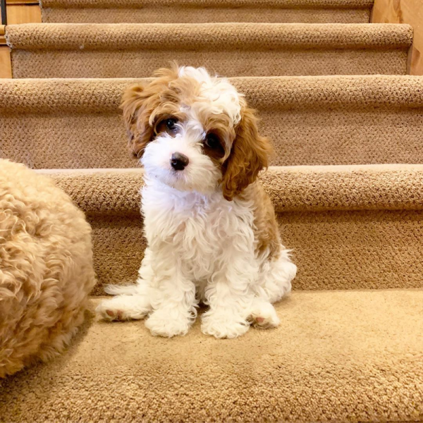 Filhotes de Cavapoo machos e fmeas