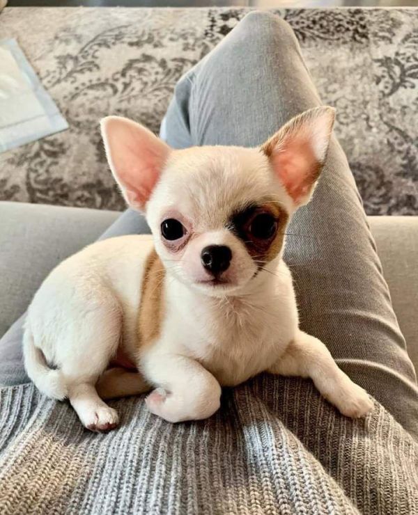Lindos filhotes de Chihuahua para um bom lar