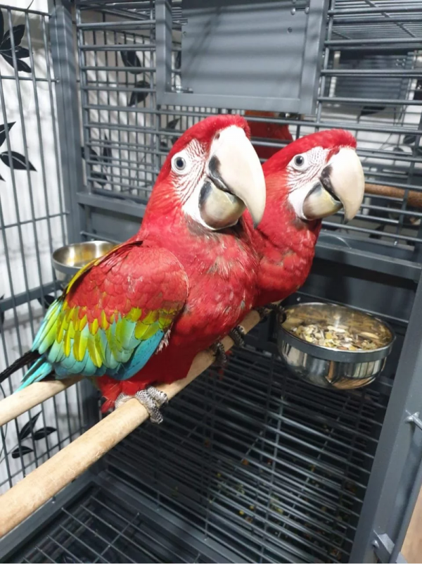 Green Wing Macaw macho e fêmea estão disponíveis
