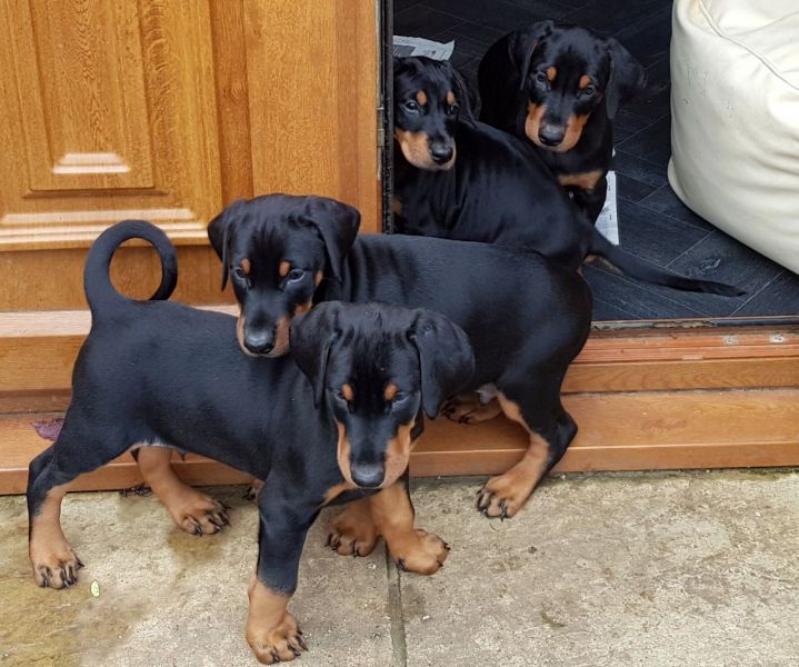 Lindos filhotes de Dobermann,
