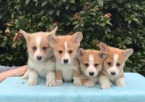 Filhotes de Welsh Corgi disponveis