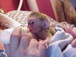Macaco sagui pigmeu disponível