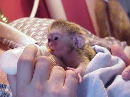 Macaco sagui pigmeu disponvel