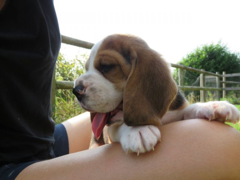 Lindos filhotes de Beagle.