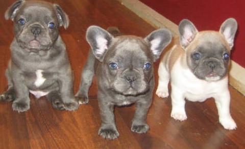 Lindos filhotes de buldogue francs