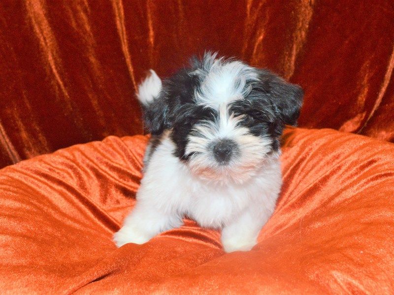 Filhotes de bichon havans