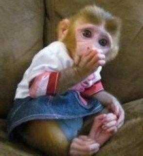 Lêmure, macaco-prego, macaco de esquilo e chimpanzés bebês 