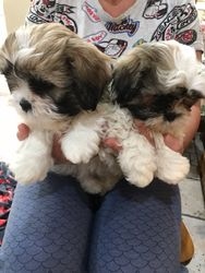 Filhotes de Shih Tzu raa pura