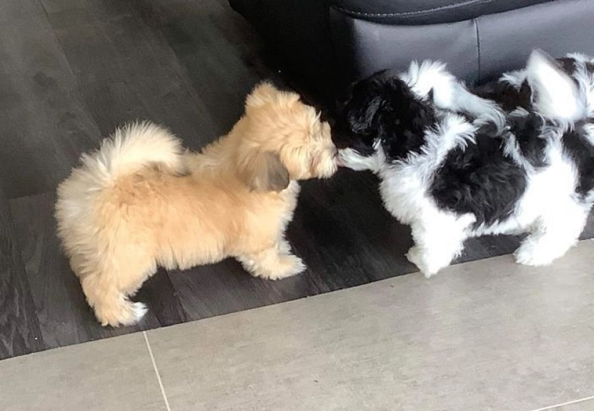 Filhotes de Havanese Sade veterinria completa