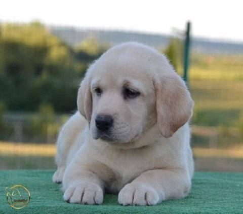 Orgulhosamente um canil Labrador Retriever