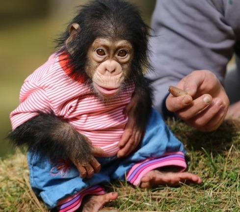 ,Domesticado macacos e chimpanzés para venda